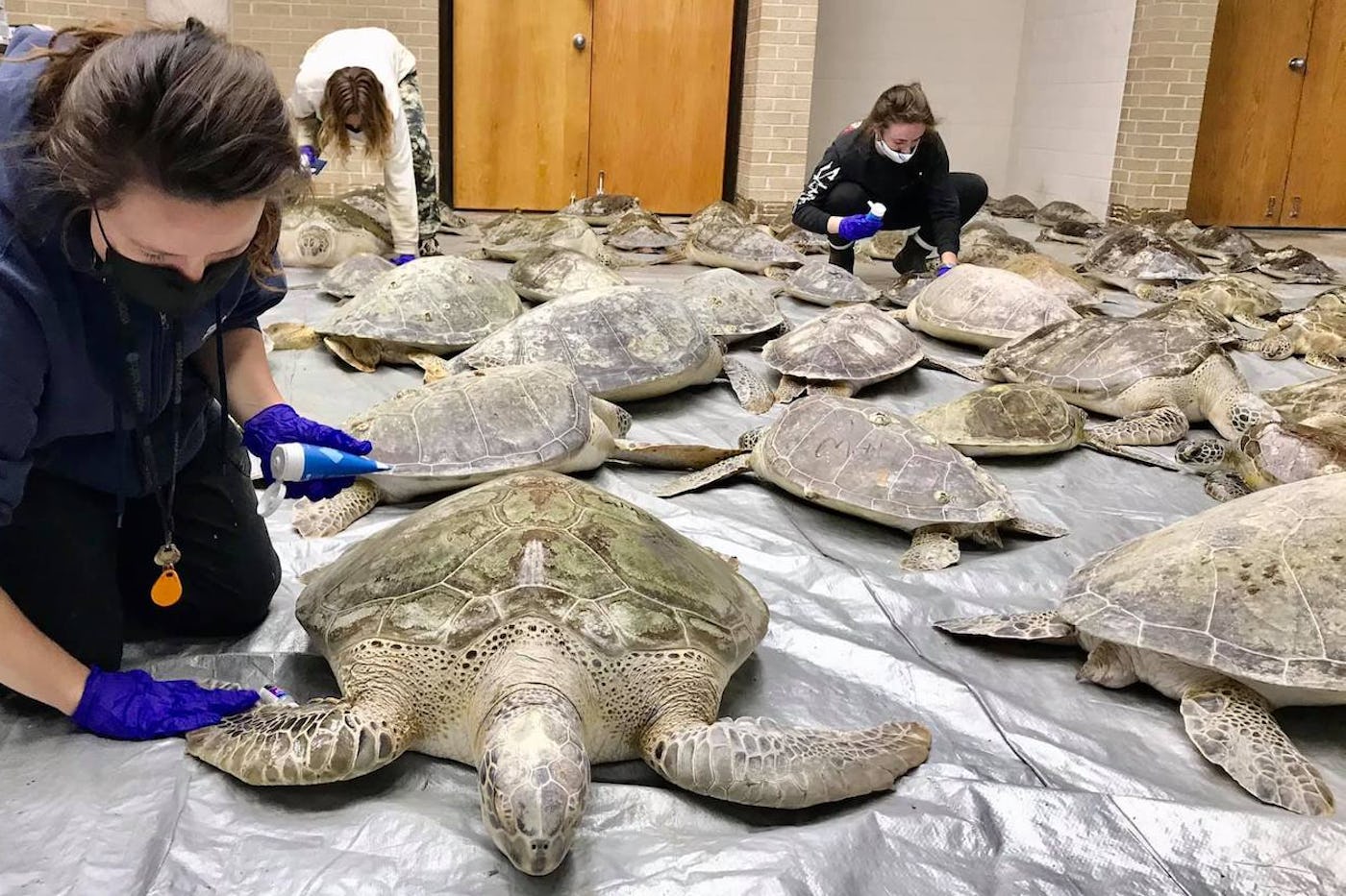 Volunteers wearing face masks cater in an indoor area to dozens of sea turtles