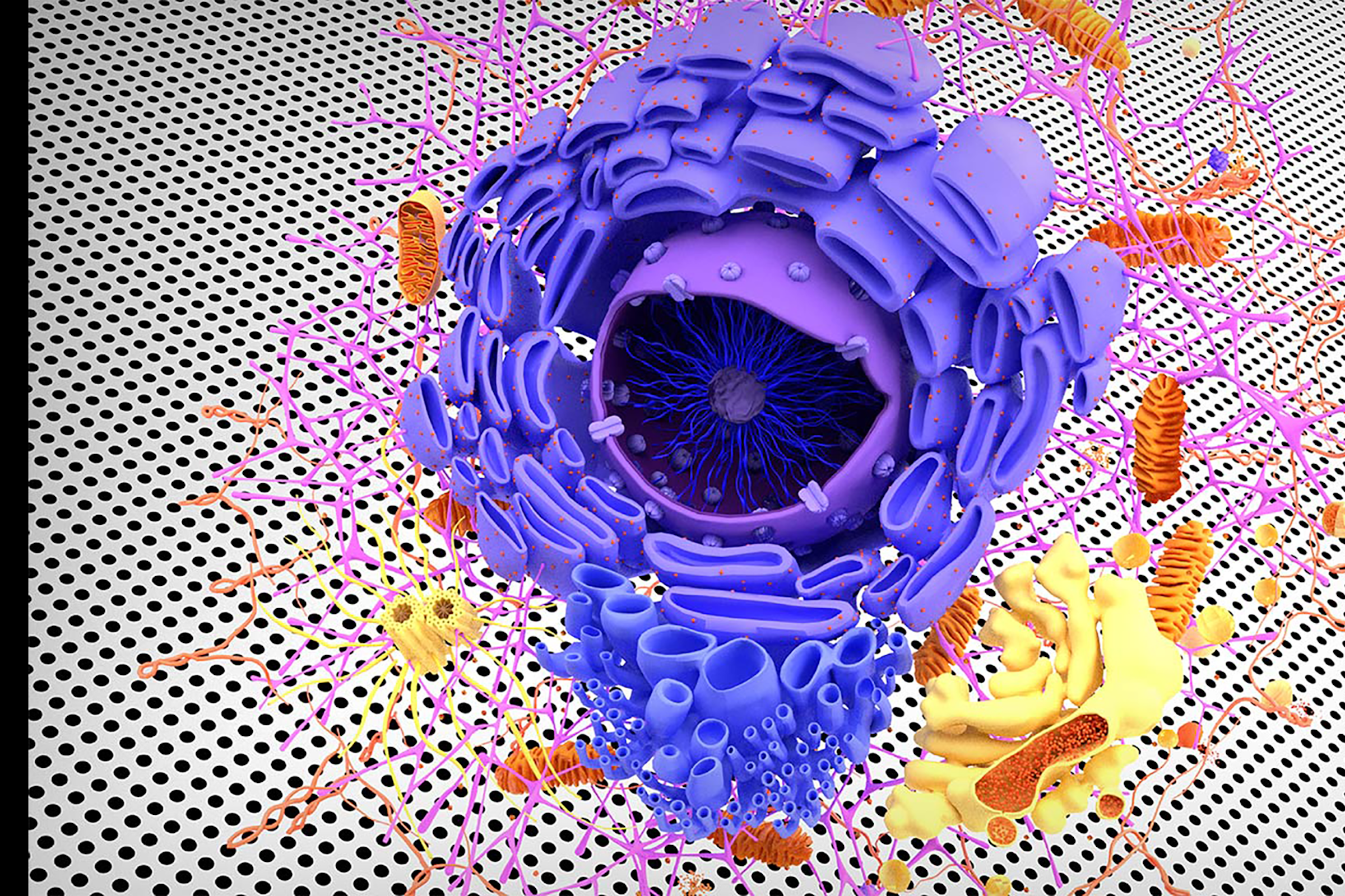 Illustration of a biological cell