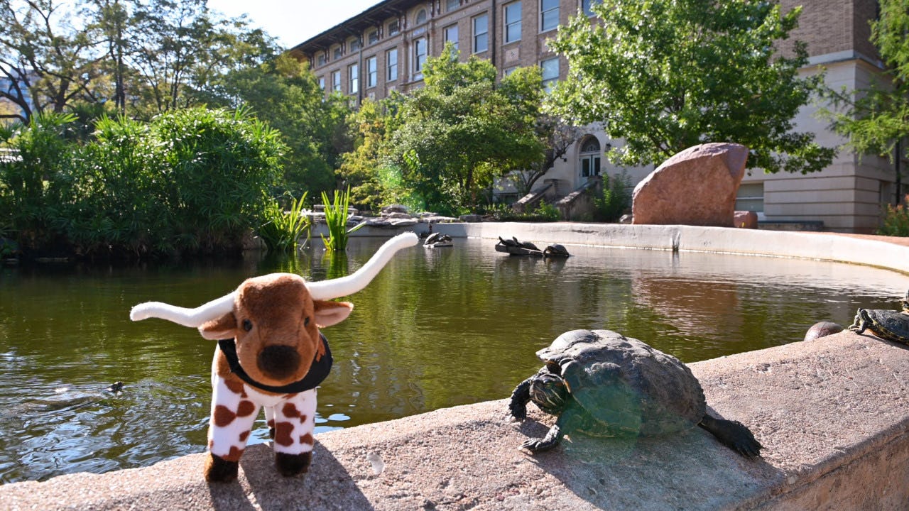 Stuffed Bevo sits beside a turtle on the edge of the turtle pond