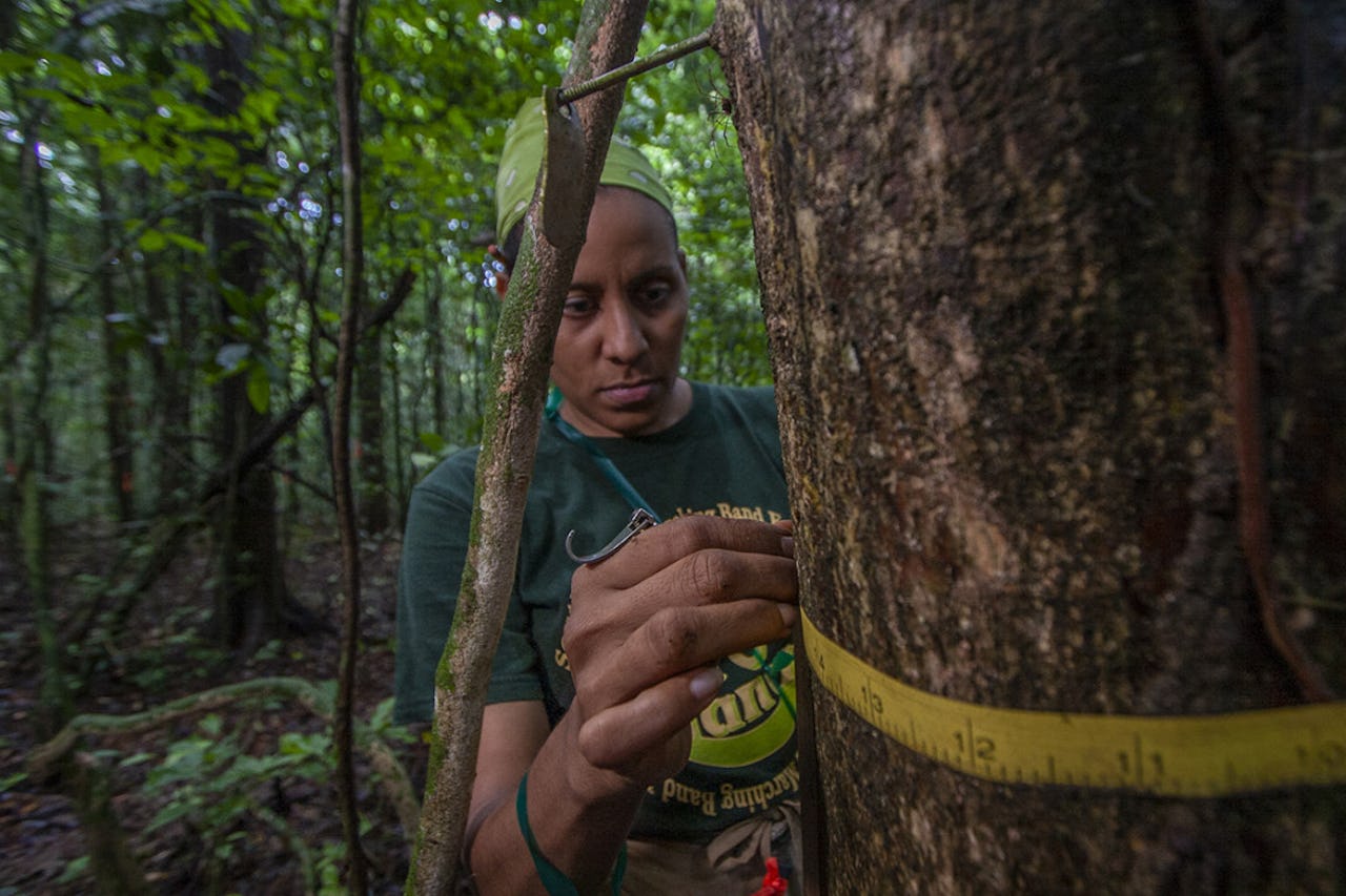 Irene del Carmen Torres Dominguez measures the diameter of a tree on Barro Colorado Island in Panama.