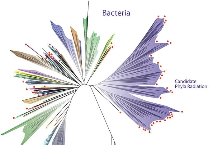 Archaea and eukaryotes.