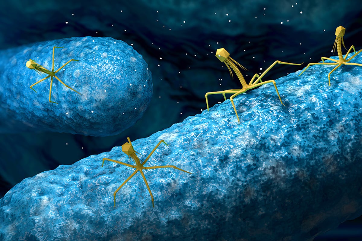 Artist rendering of bacteriophages in yellow on bacterial cells in blue. 