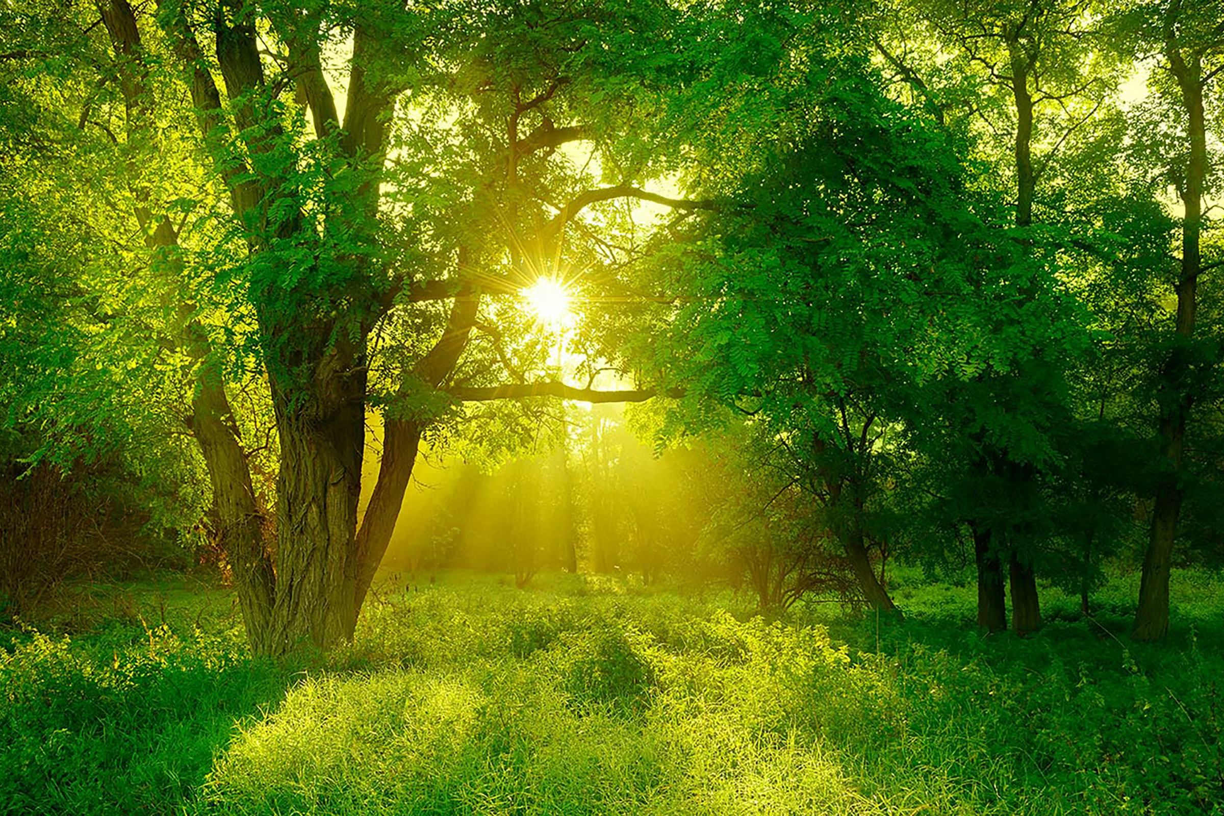 Sunlight peeks through the trees