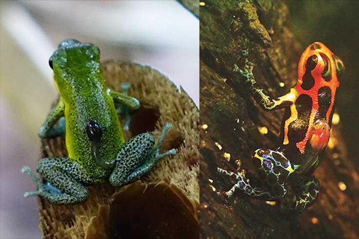 The non-monogamous strawberry poison frog is pictured on the left and the monogamous mimic poison frog is pictured on the right.
