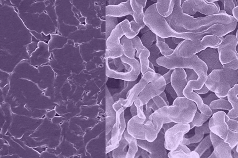Microscope images of the surface of two materials, one with noodle-like lumps and the other much smoother