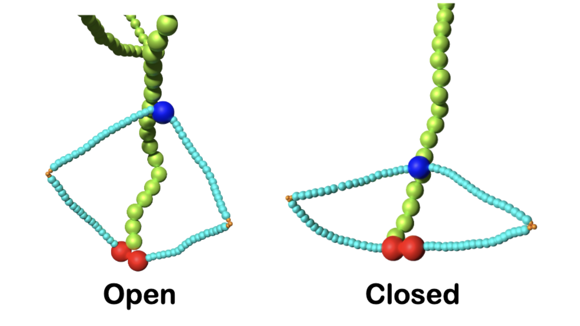 Illustrations of a molecule in two states, open and closed