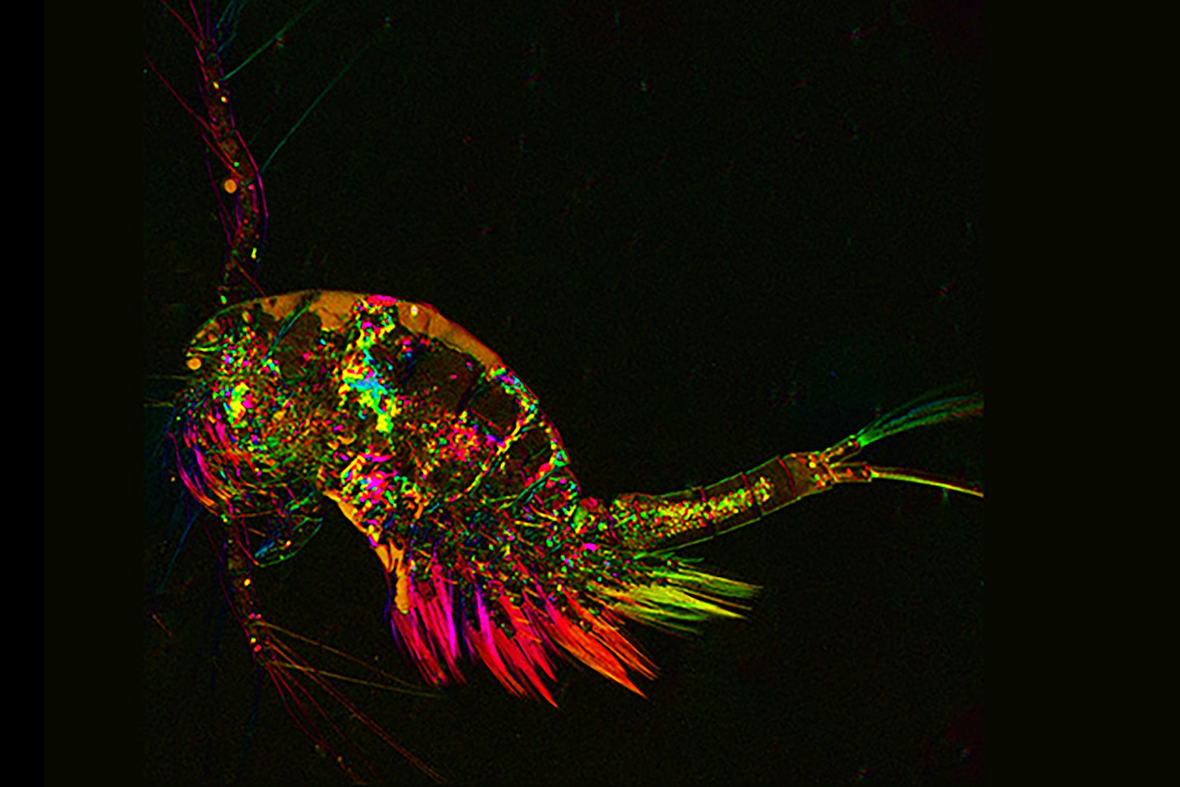 Microsope image of a colorful shrimp-like creature