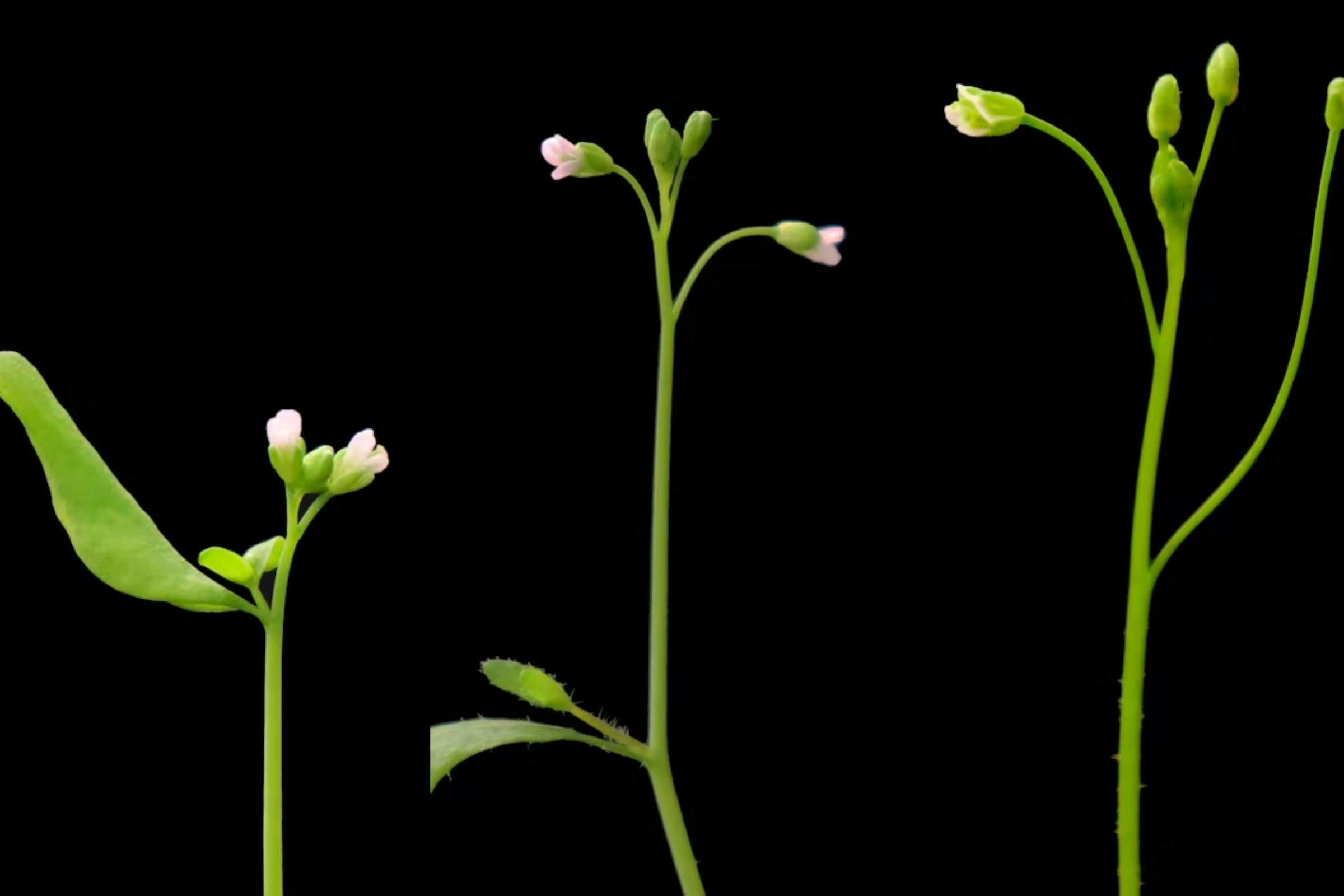 Three small plant seedlings with small white flowers