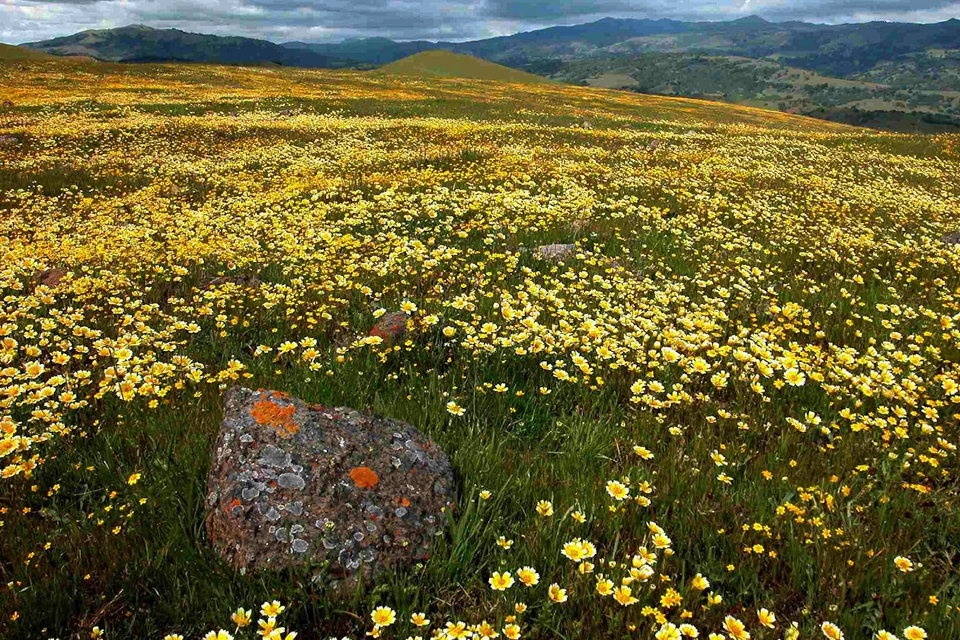 A meadow with yellow wildflowers