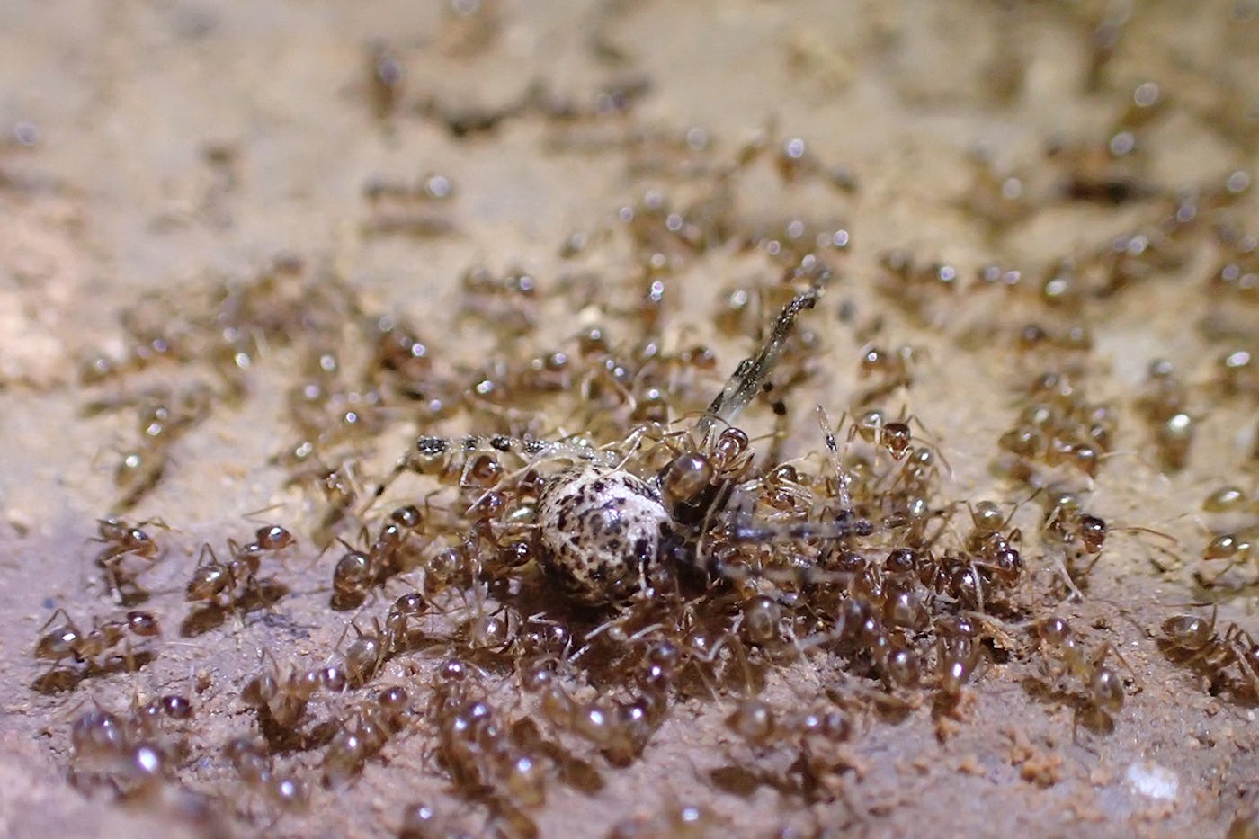 Ants swarm on a larger, dead insect