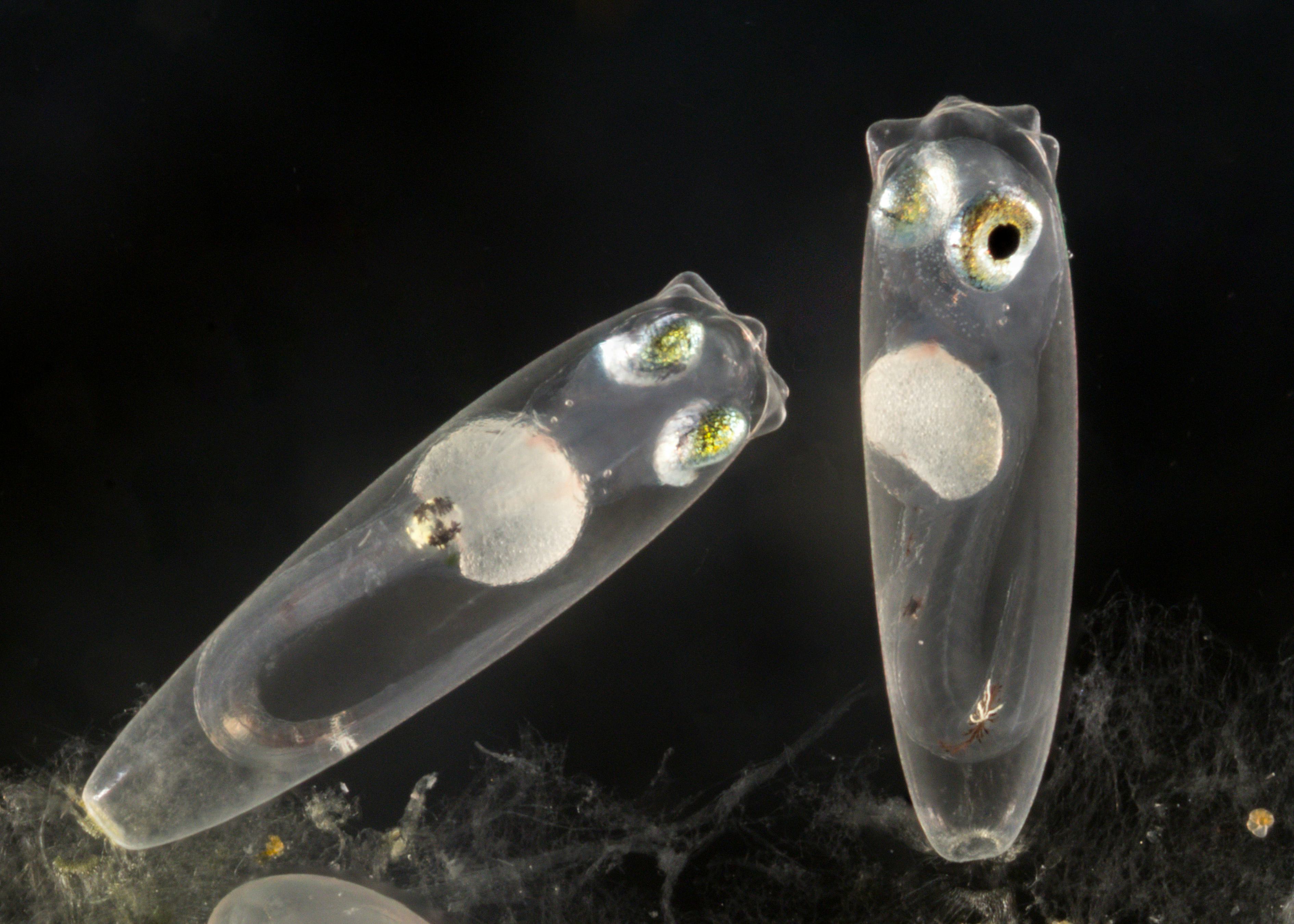 A pair of tiny transparent-seeming fish embryos with eyes visible