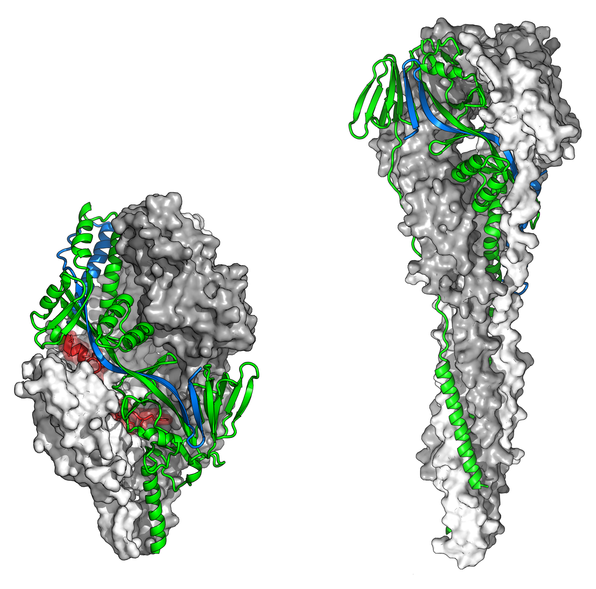 Protein structures for the F protein in RSV