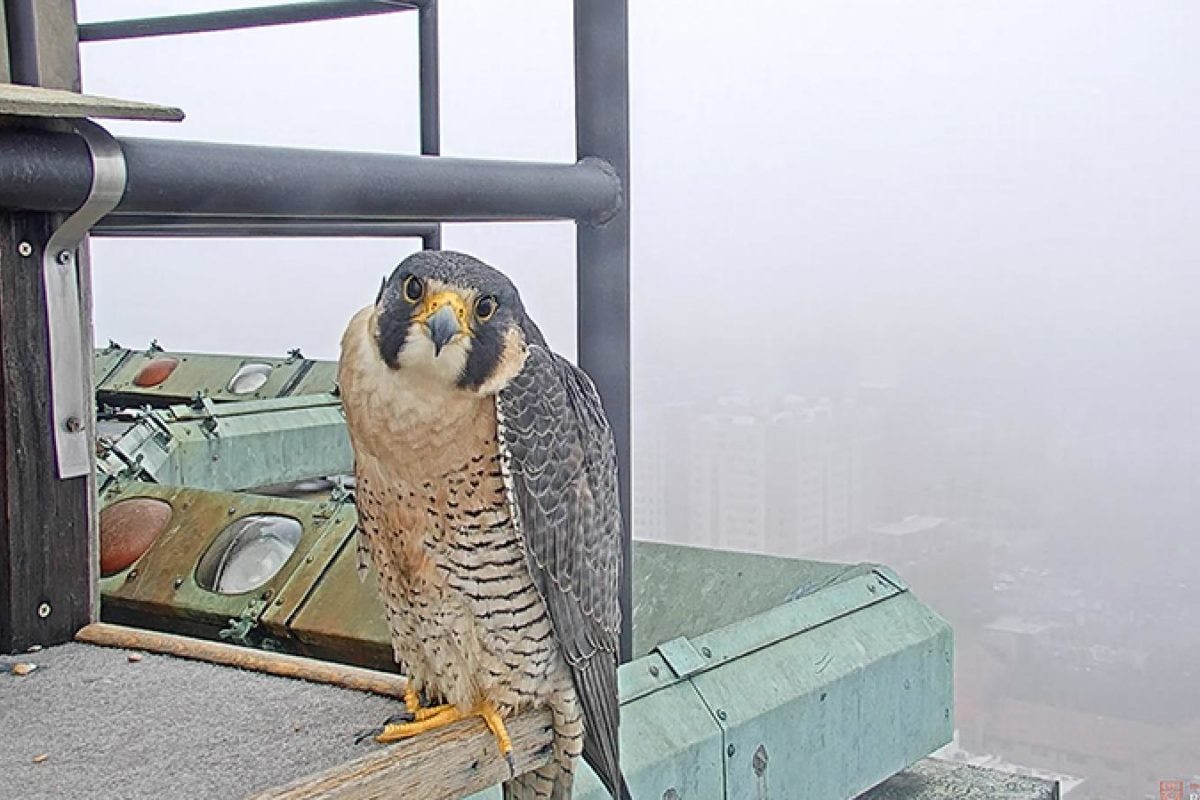 Large gray and brown falcon perched on the edge of a building looks into the camera