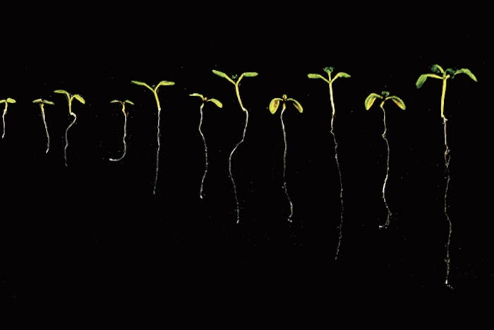 several plant seedlings of different sizes are lined up in comparison