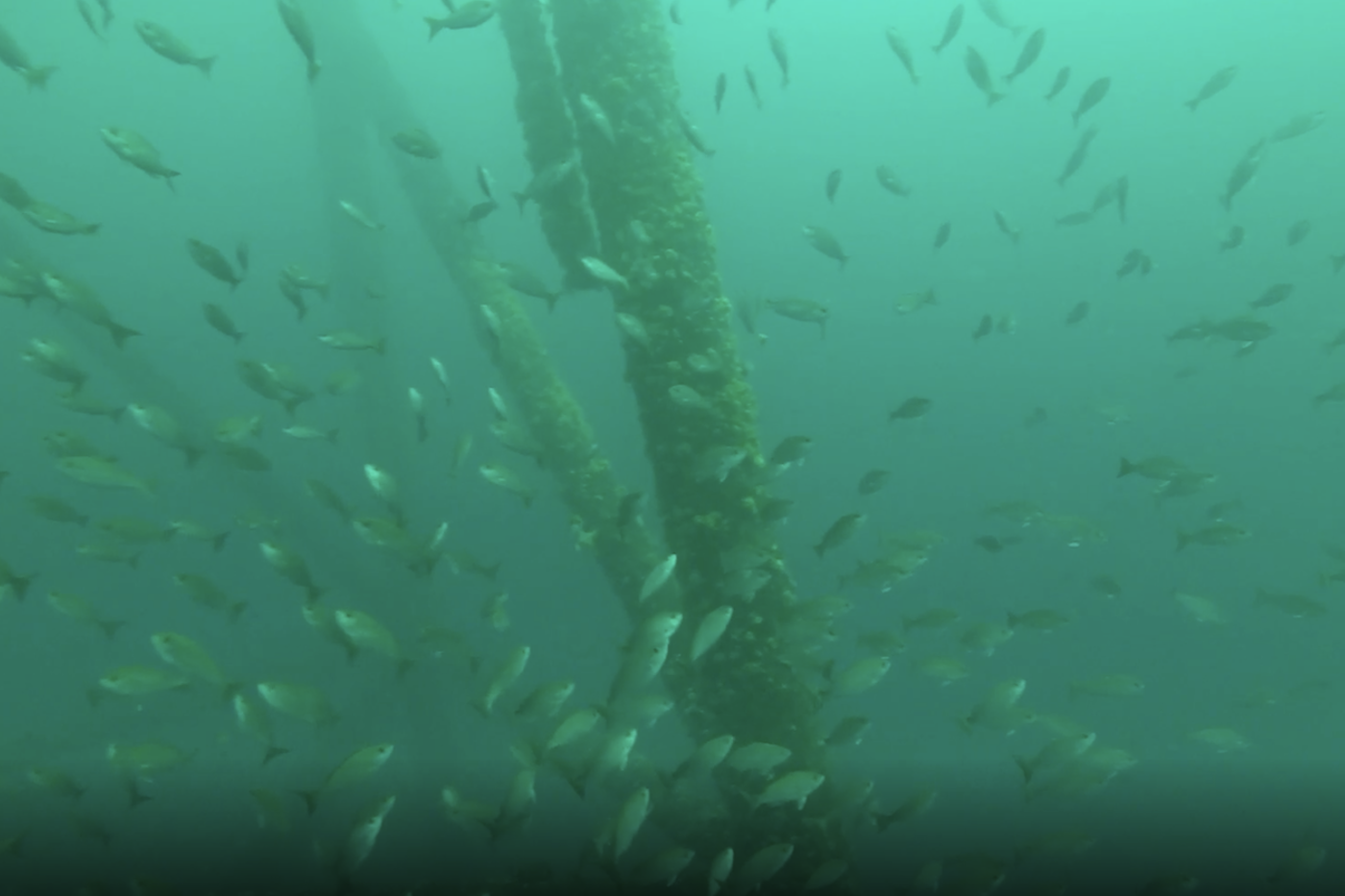 Near an oil rig underwater, fish swarm