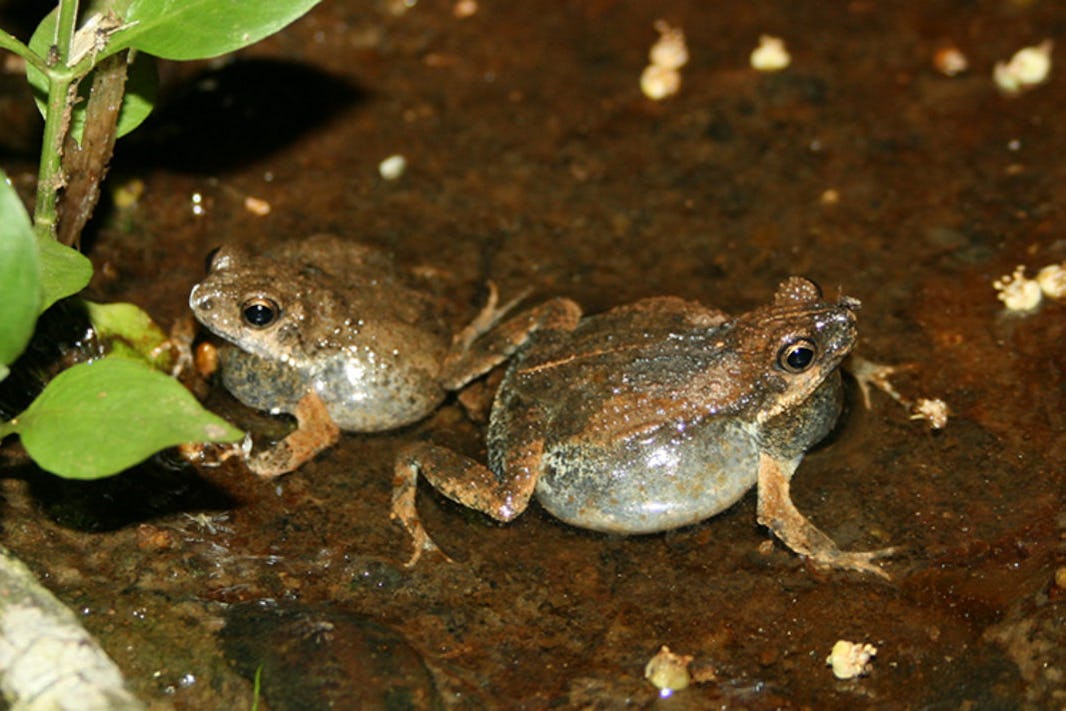 Two chirping frogs on soil face opposite directions
