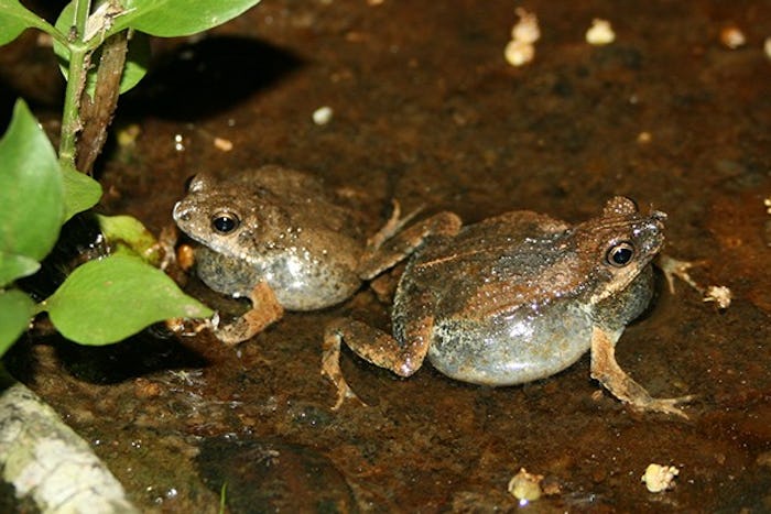 Two Tungara frogs, each facing a different direction on a muddy jungle floor