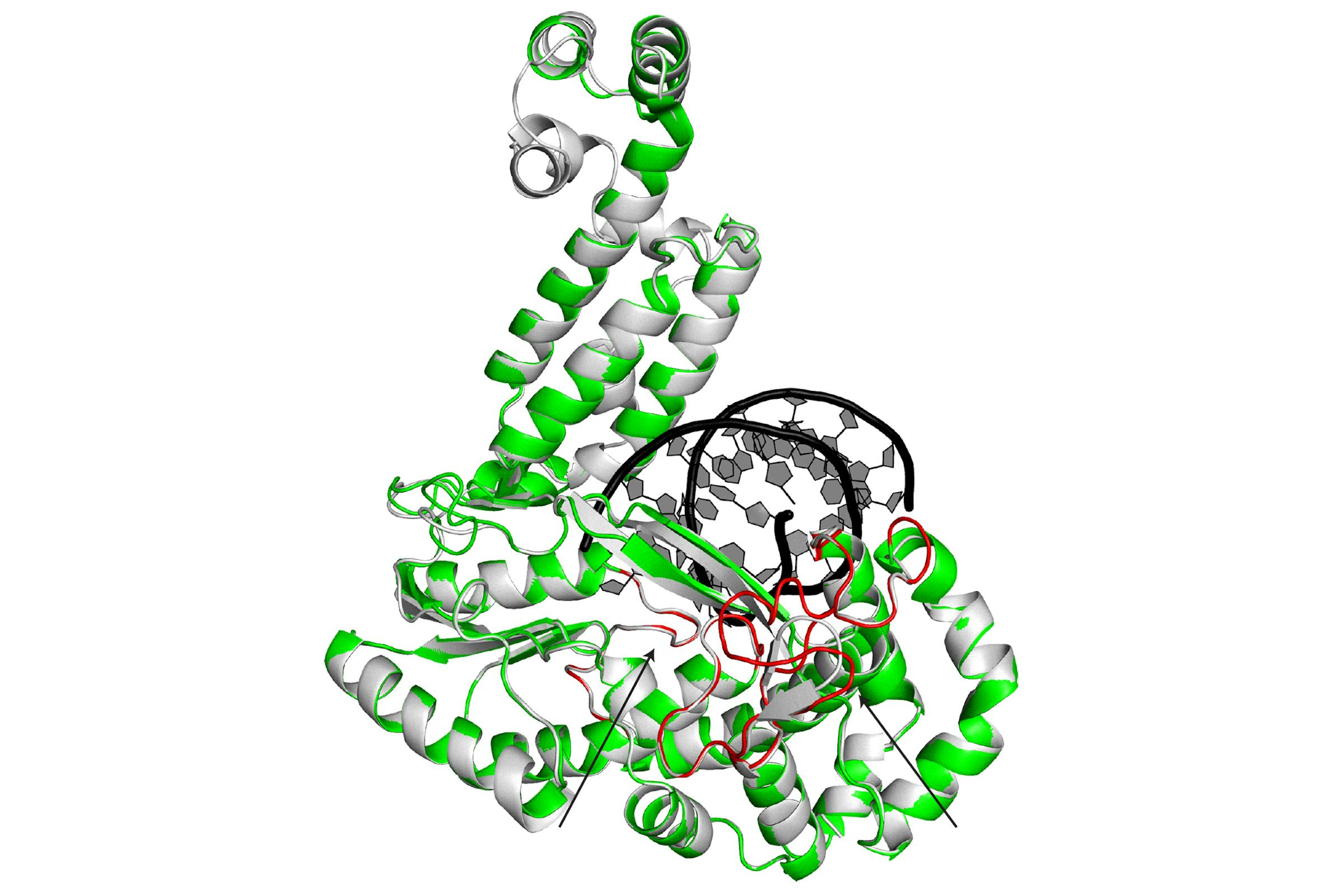 Illustration of a protein that looks like a tangle of curled ribbons in white, grey and green