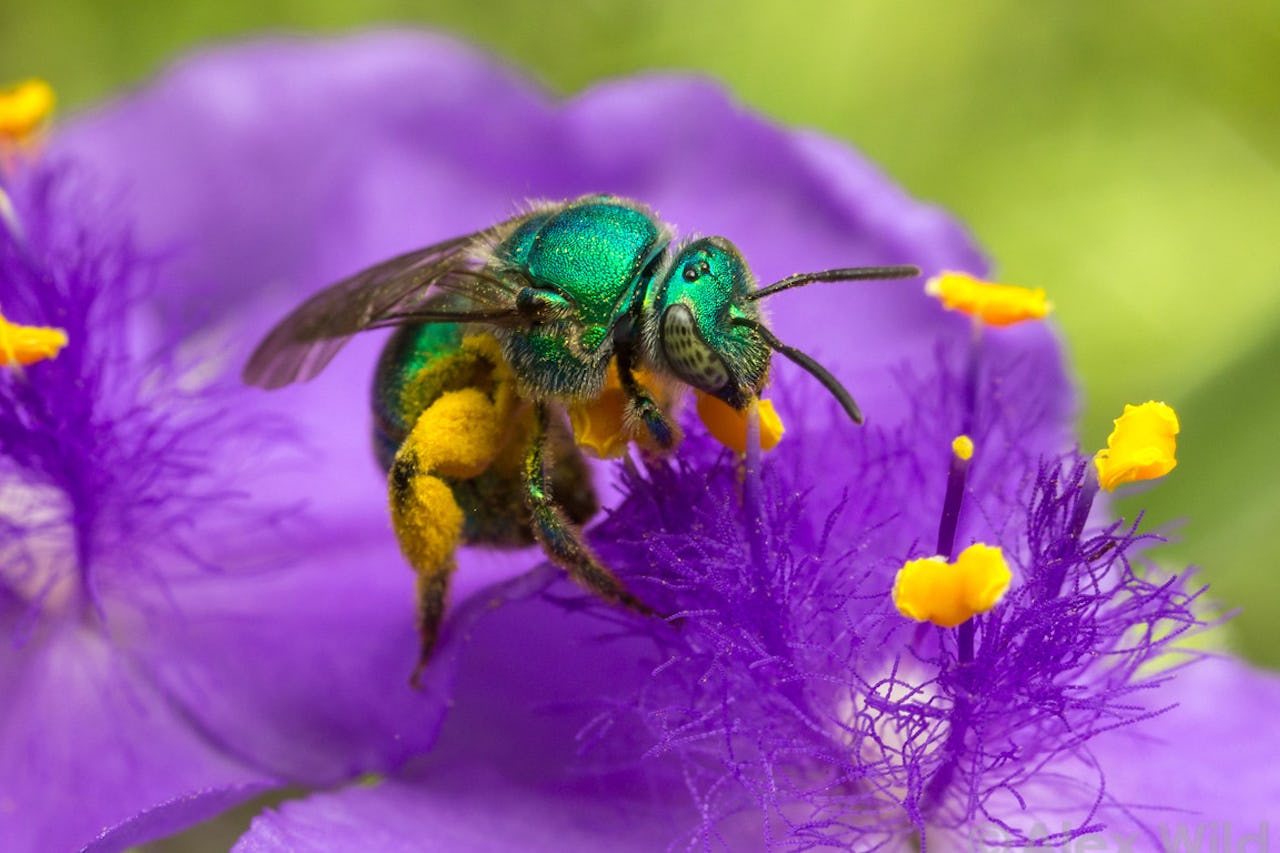 A green sweat bee covered in yellow pollen sits on a purple flower
