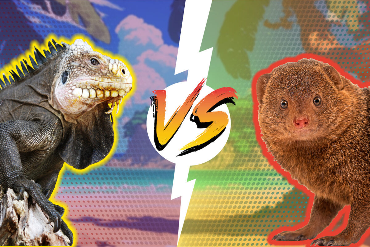 Stylized image showing a lesser antillian iguana vs. an invasive mongoose