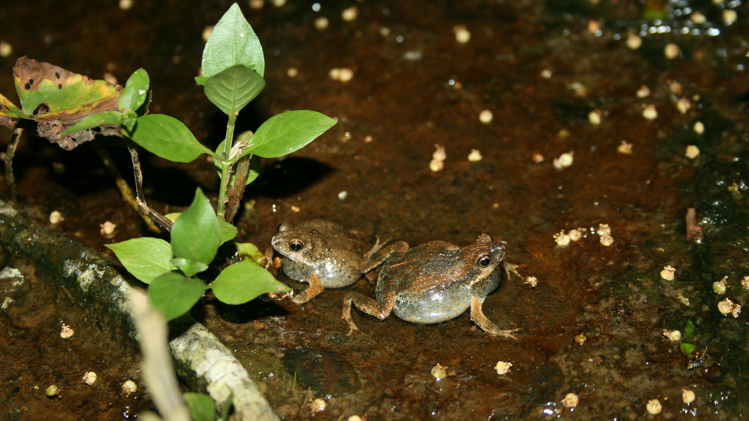 Two frogs sitting on moist ground