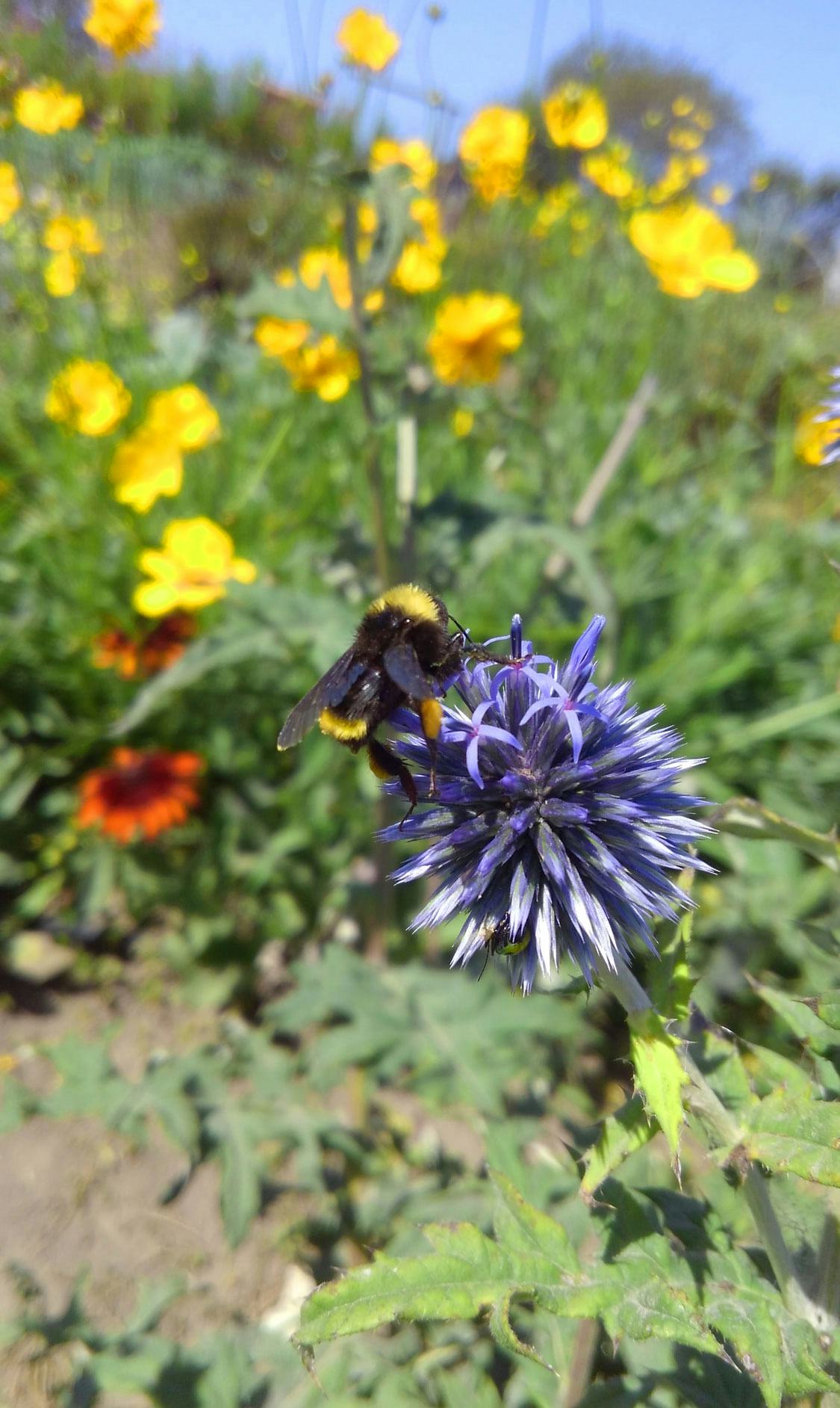 A bee on a purple wildflower