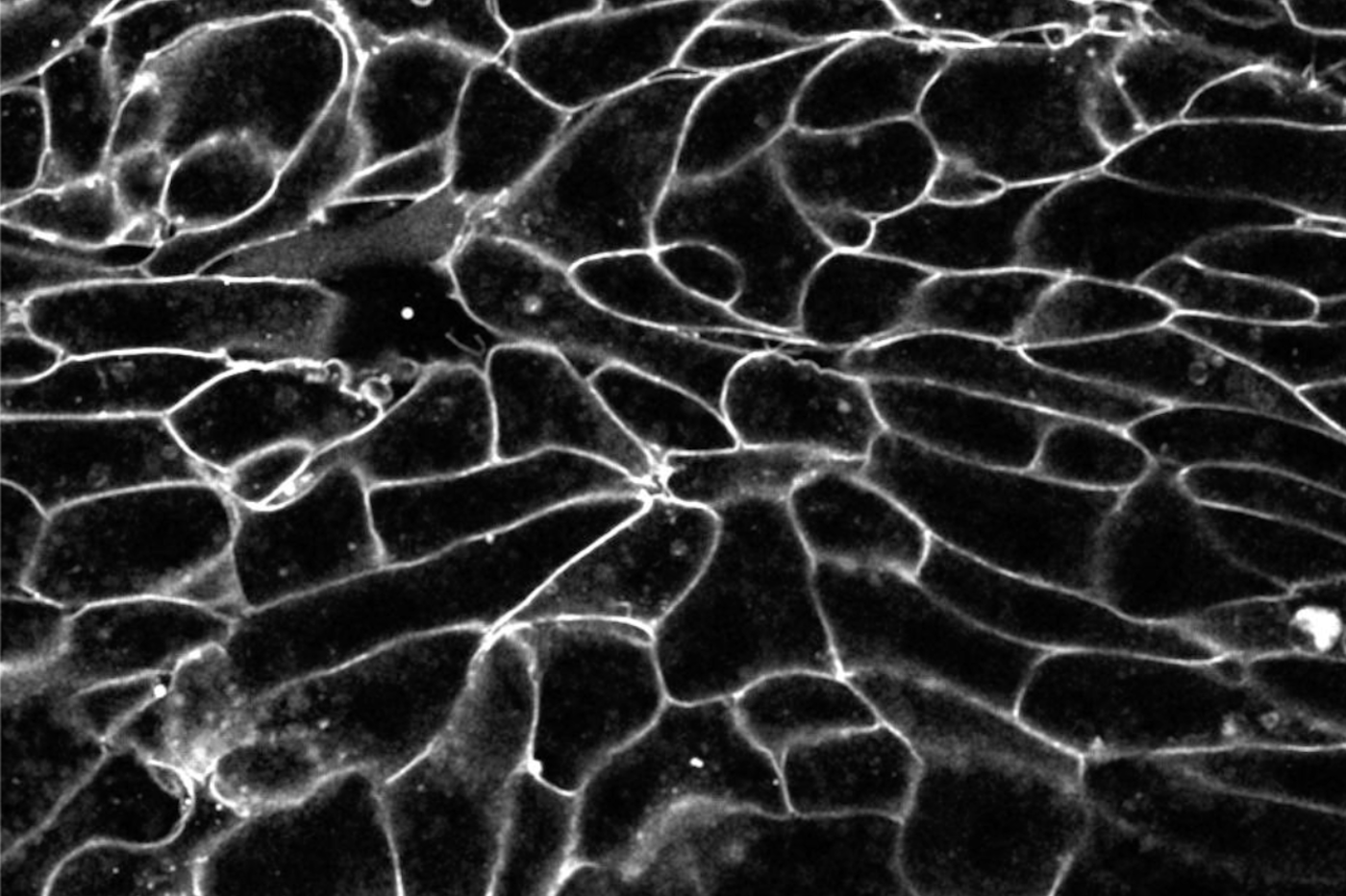 Black and white image of cells in a developing embyo