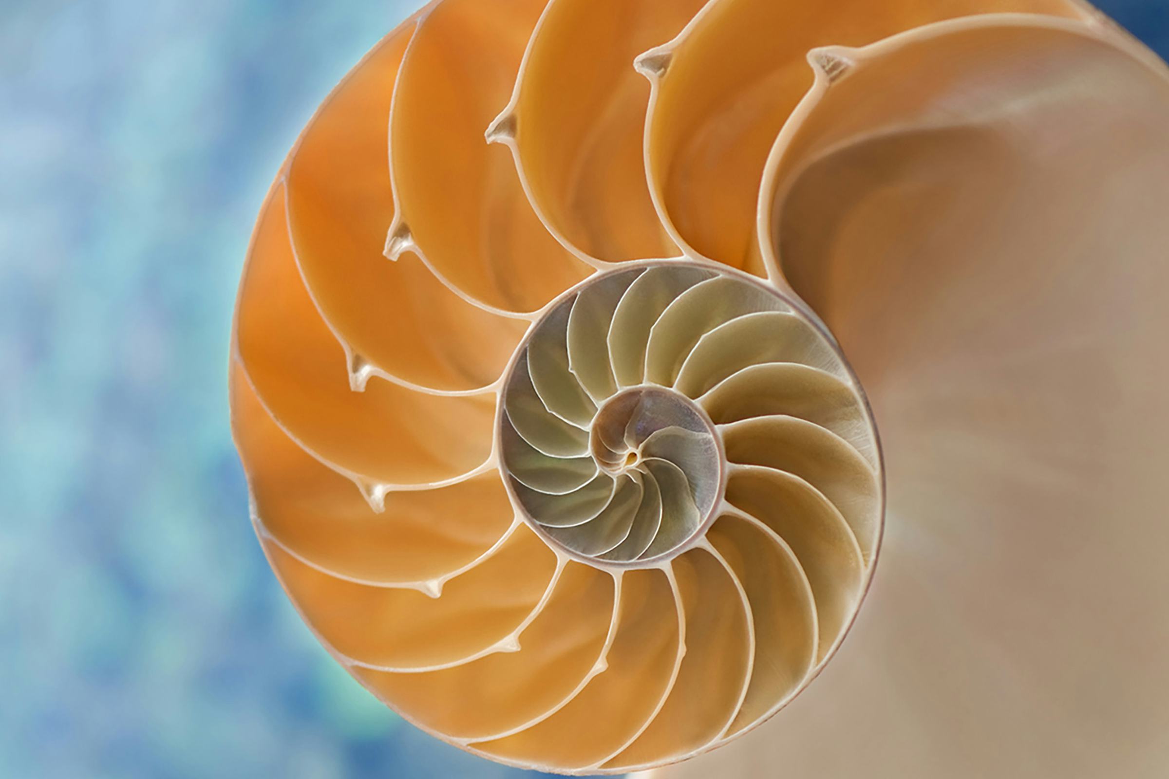 A cross-section of a nautilus shell