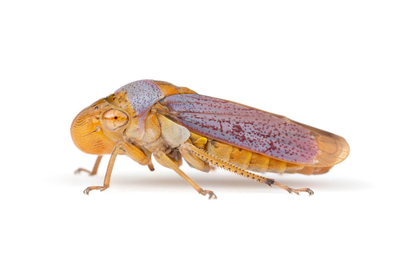 Oncometopia hamiltoni leafhopper insect