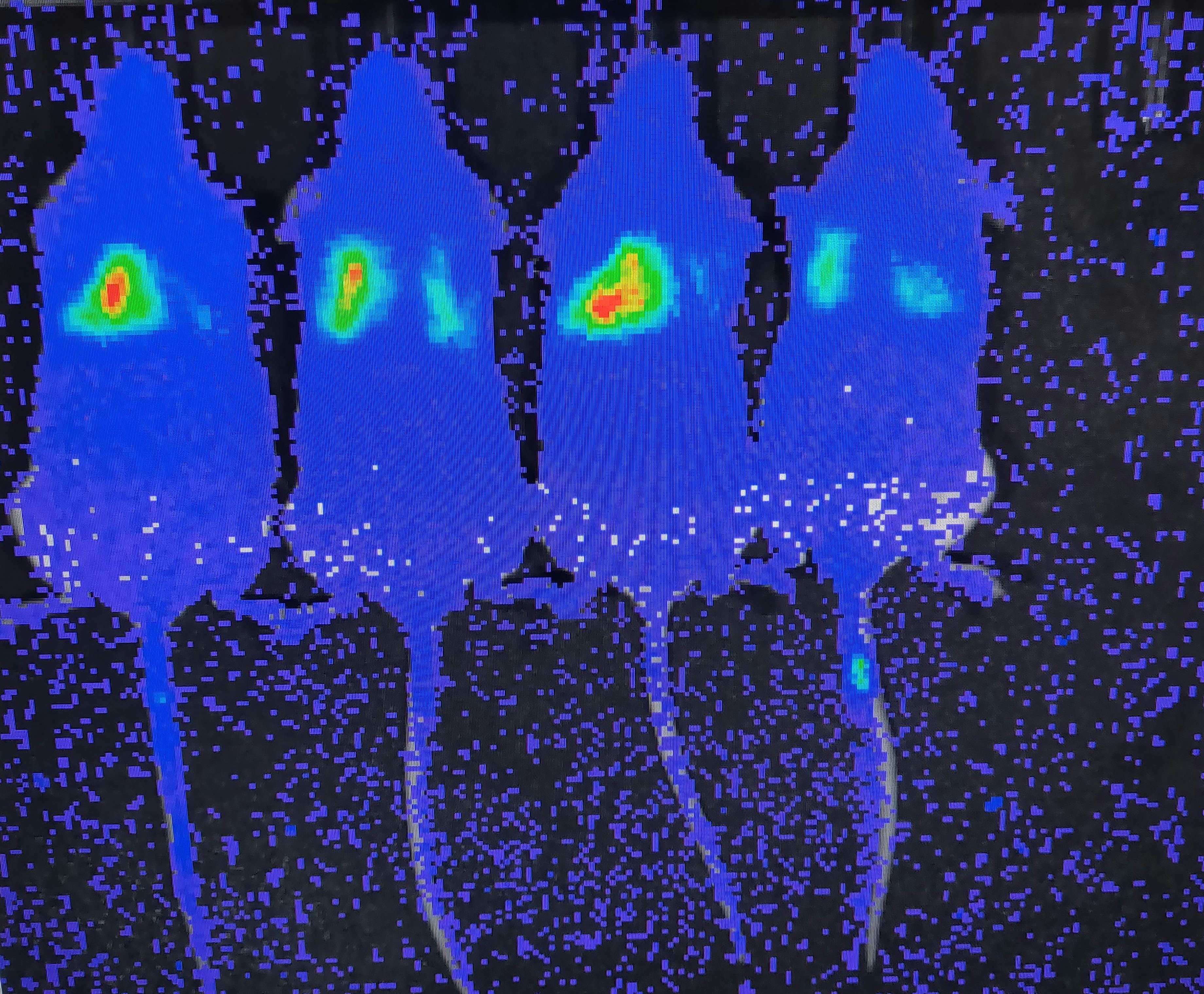 Image of mouse models used to test genetic metabolic vulnerabilities in cancer tumors.