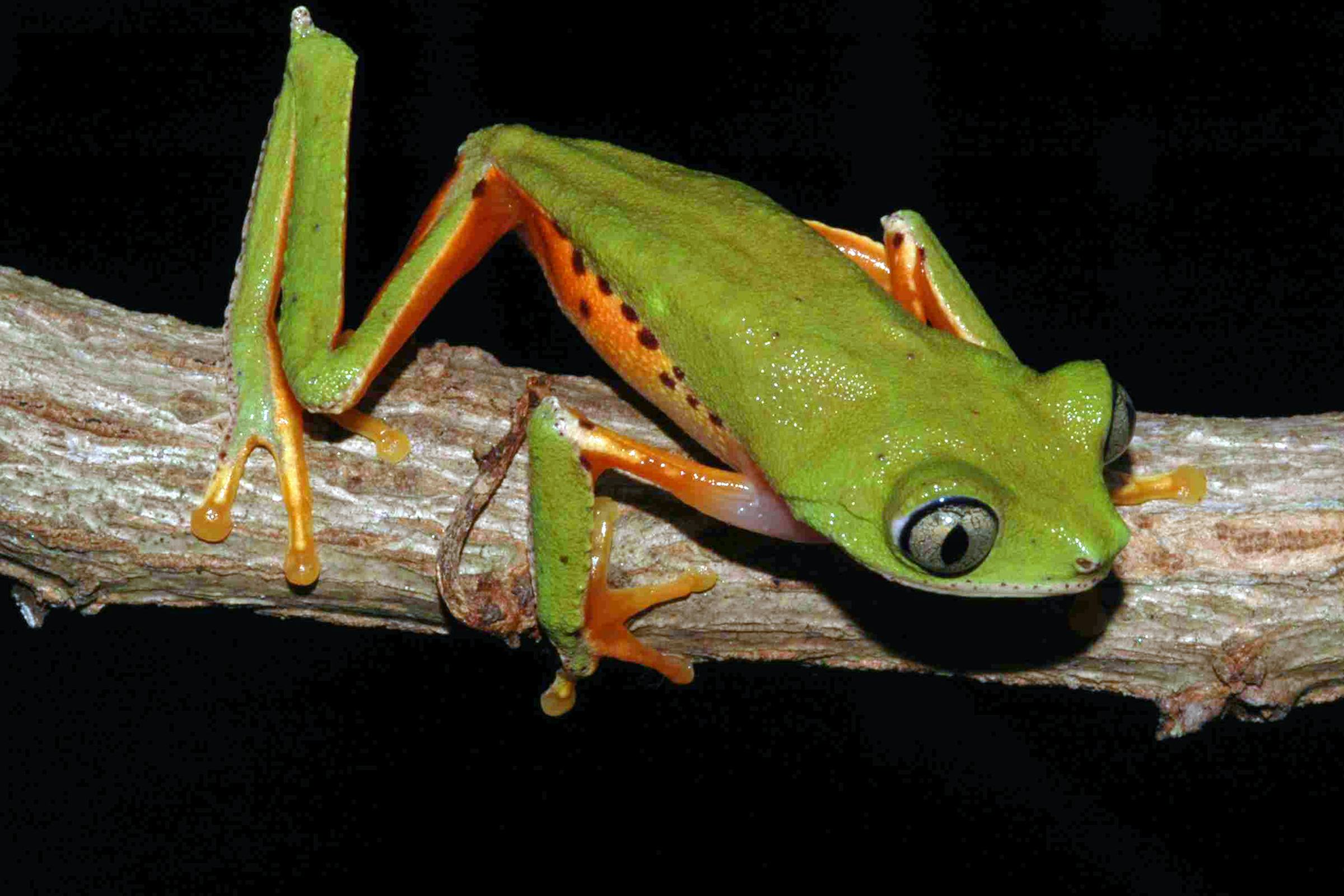 A green frog rests on a tree branch