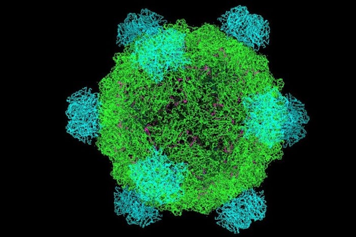 A green and blue model of a microvirus against a black background