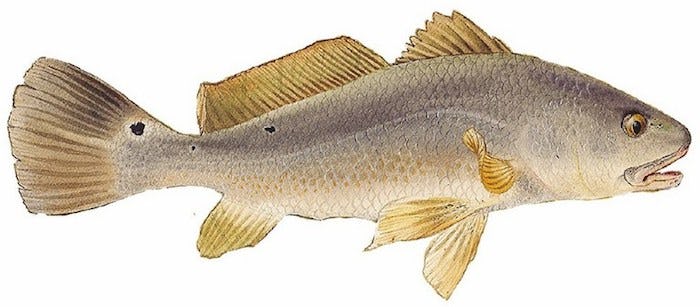 Drawing of an adult Red Drum fish