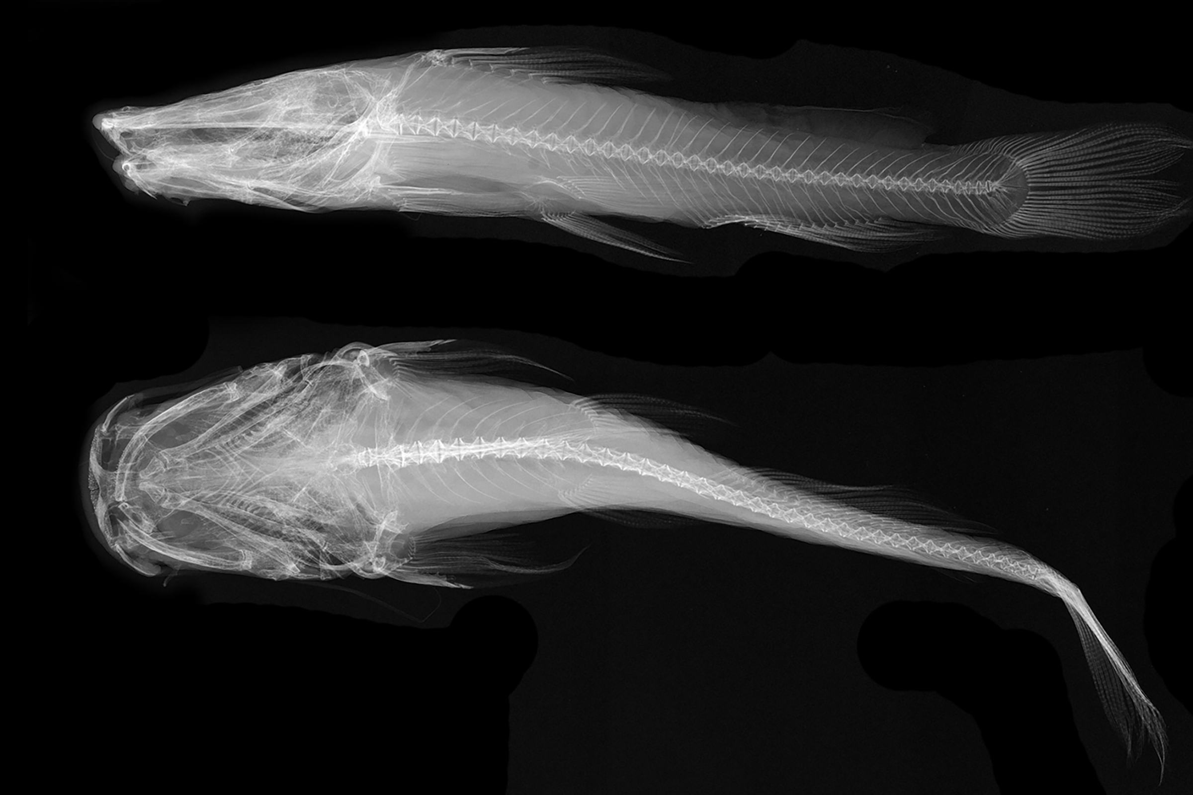 X-ray image of a fish from above and from the side