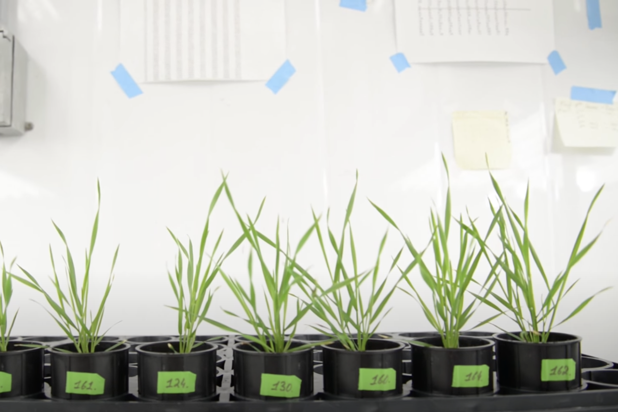 A row of 8 plants growing and flourishing at levels to varying degrees appear in front of a wall in an academic setting