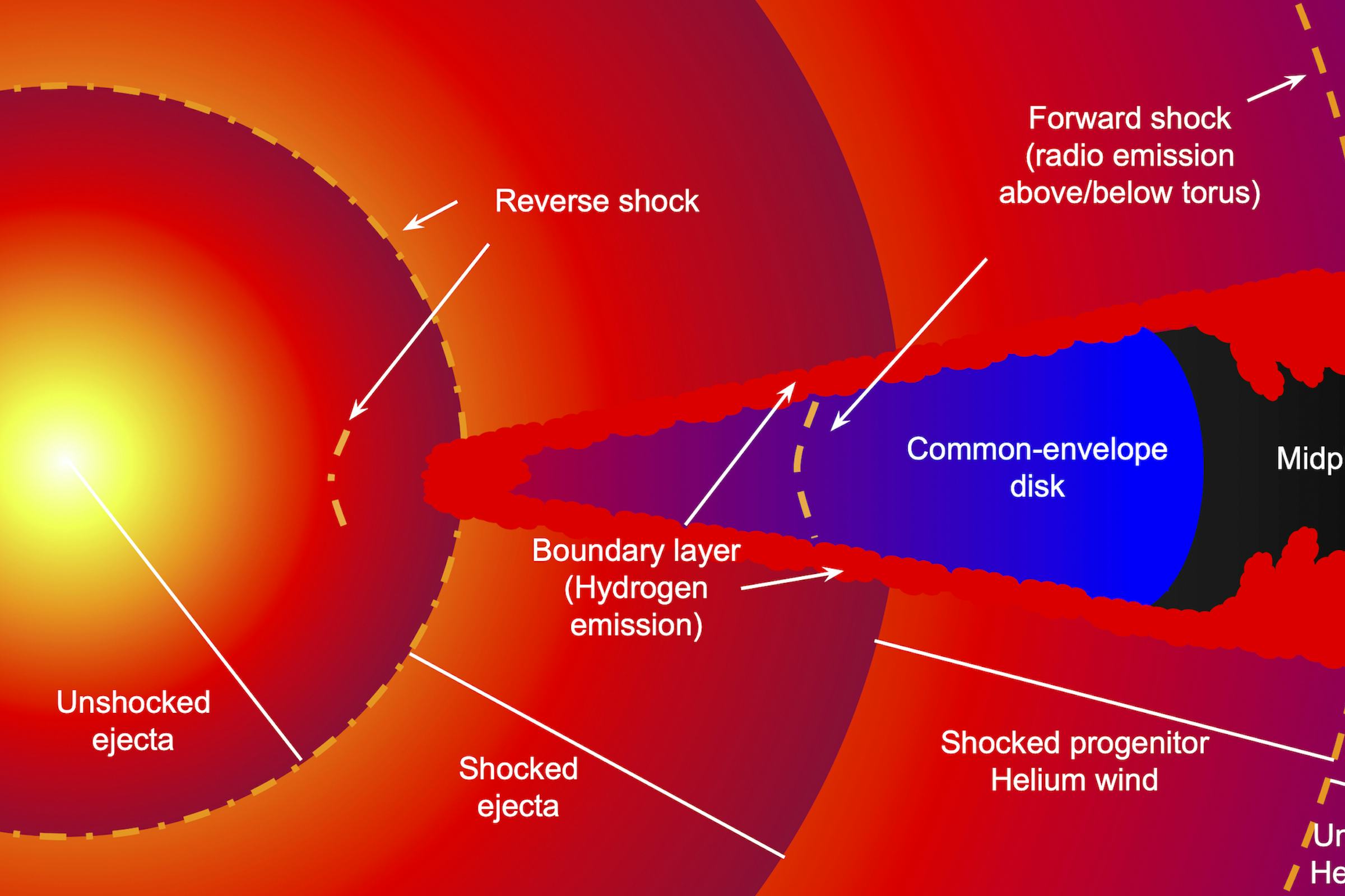 A drawing with labels shows a supernova with arrows shows shock and reverse shock motions 