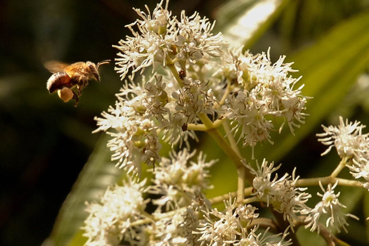 A stingless bee approaches a cluster of floewrs
