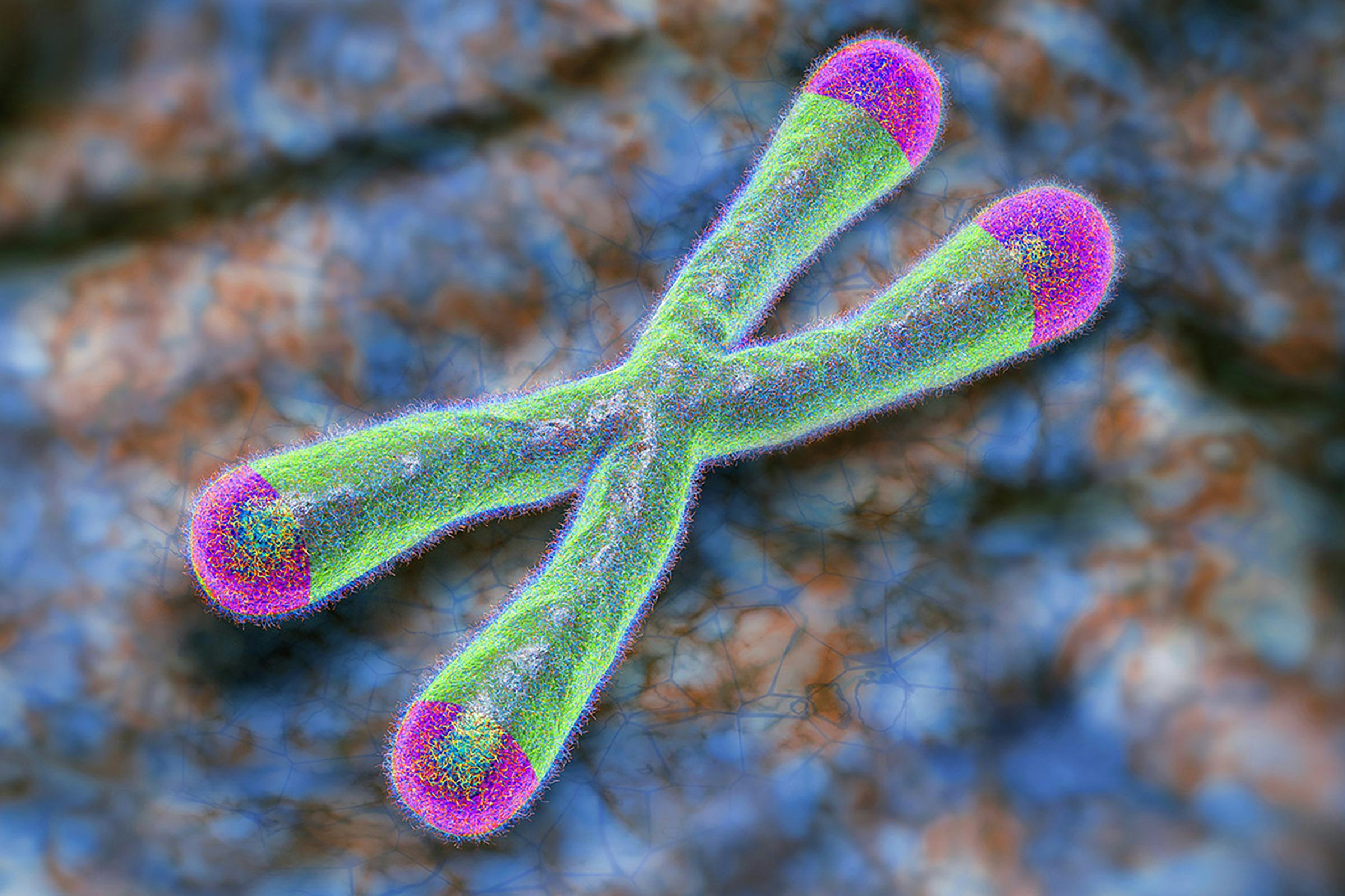 Illustration of a green, x-shaped chromosome with pink tips