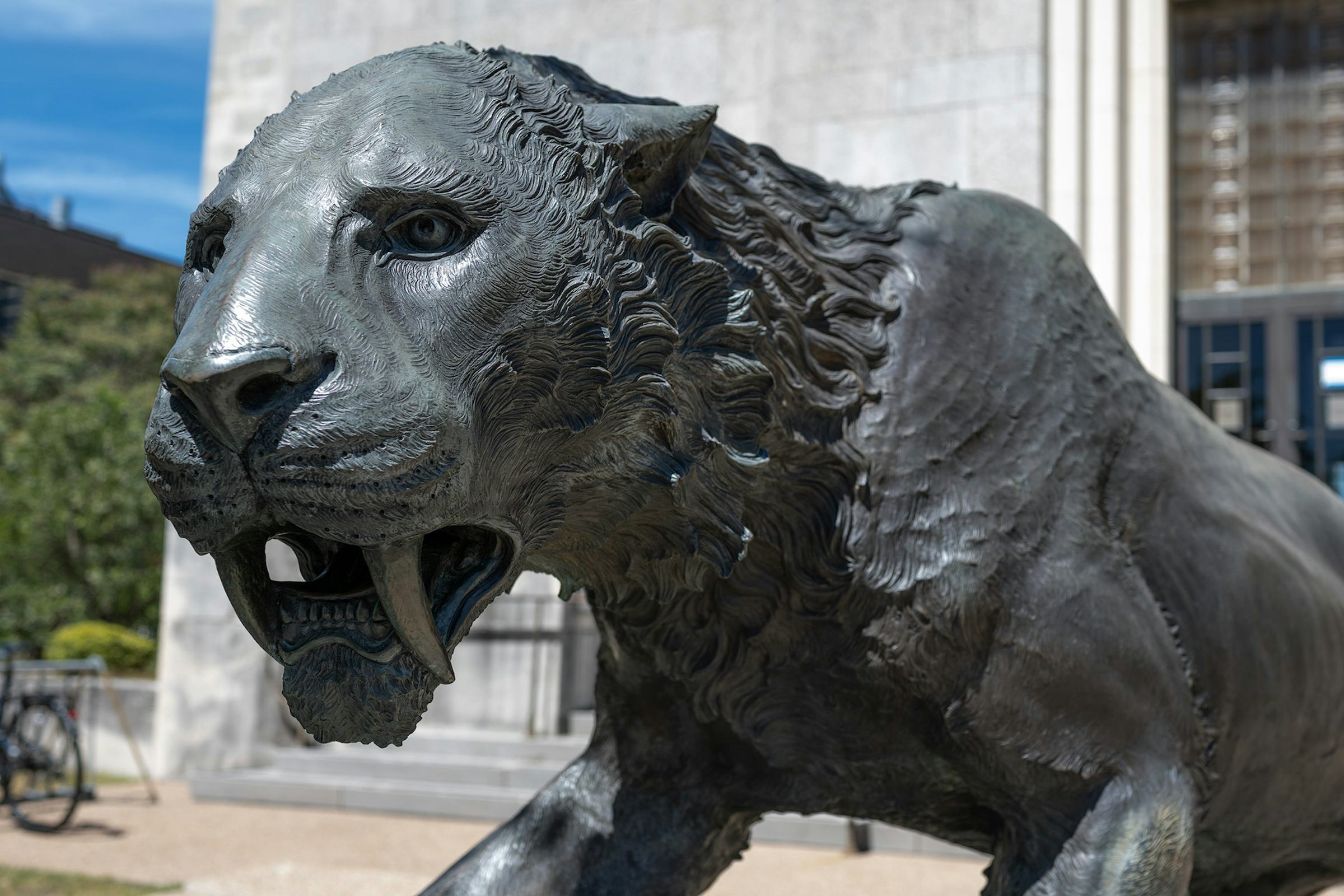Statue of a sabertooth cat outside the Texas Memorial Museum