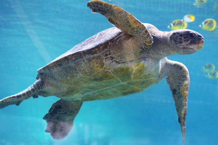 A sea turtle floats in an aquarium with tropical fish in the background