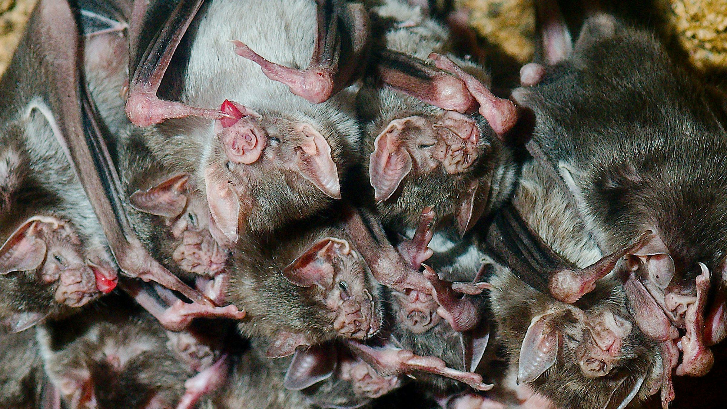 A group of common vampire bats just hanging around