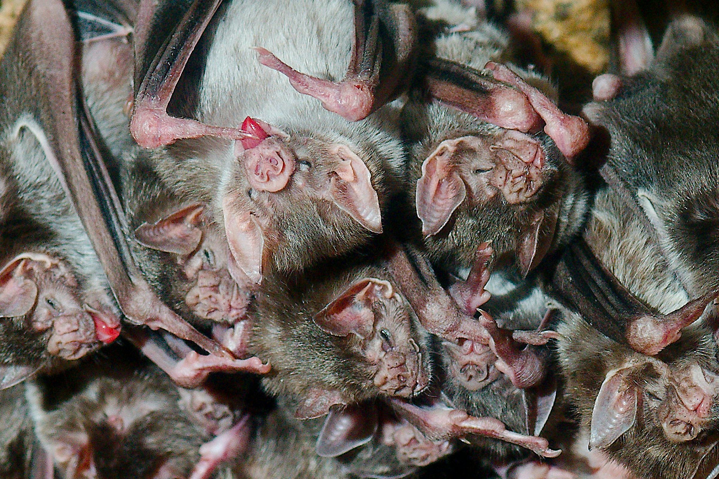 A group of common vampire bats just hanging around