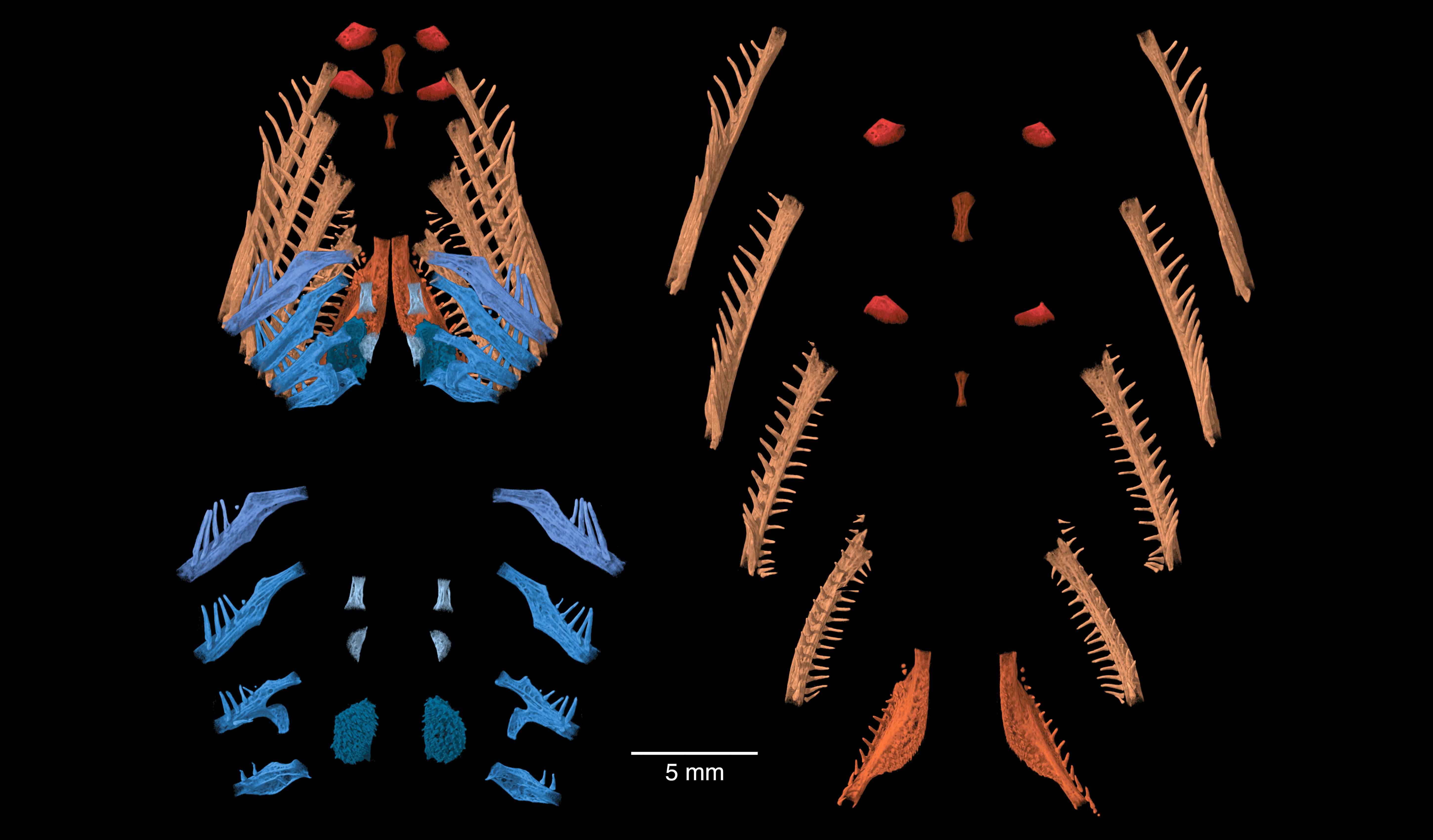 A high resolution 3D Computed Tomography scan of the eyeless widemouth blind catfish (Satan eurystomus). 