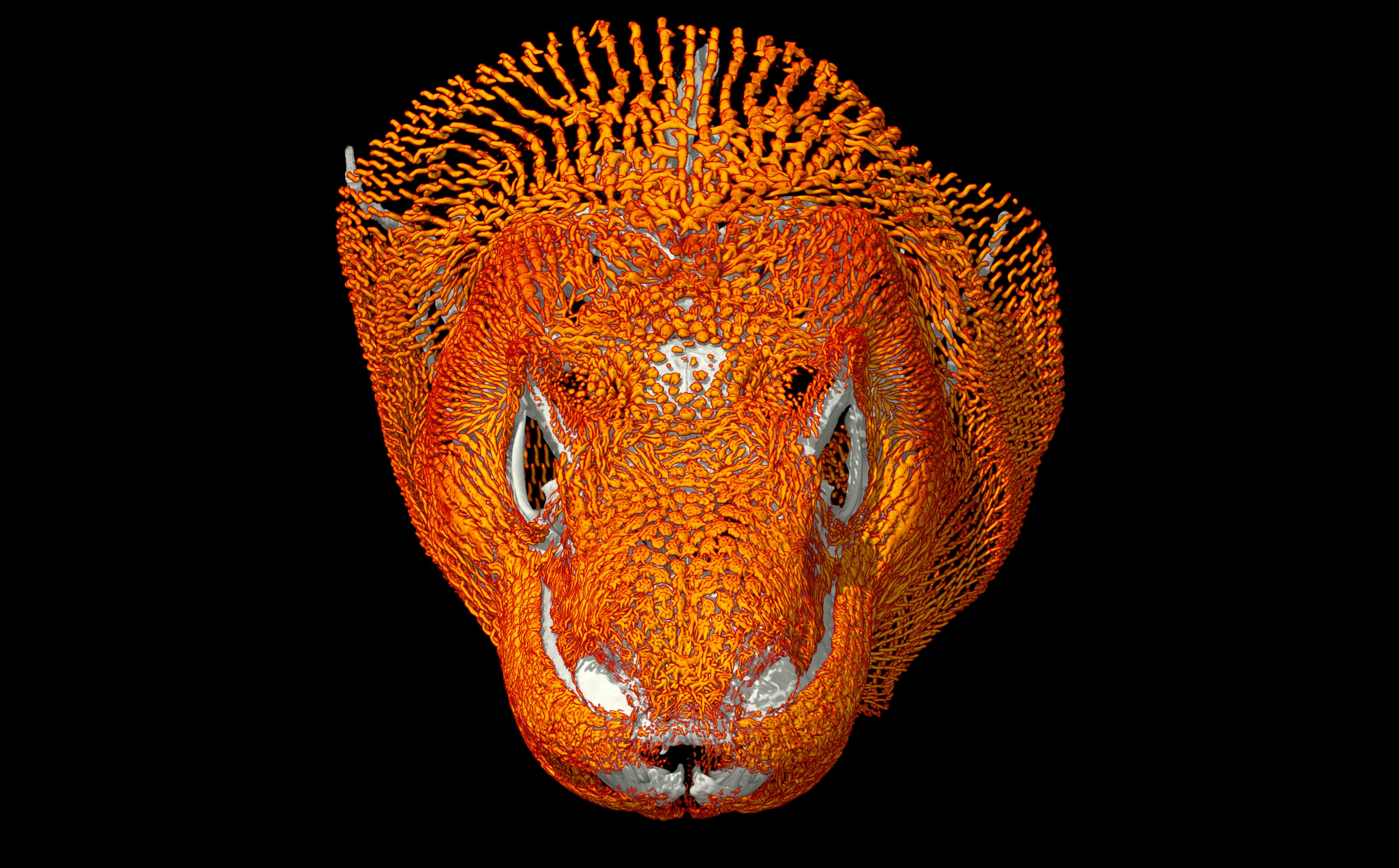 This three-dimensional high-resolution X-ray computed tomography (CT) image differentiates between the bony chainmail (in orange) embedded in the skin of a Komodo Dragon and the underlying bones of its skull (in white). 