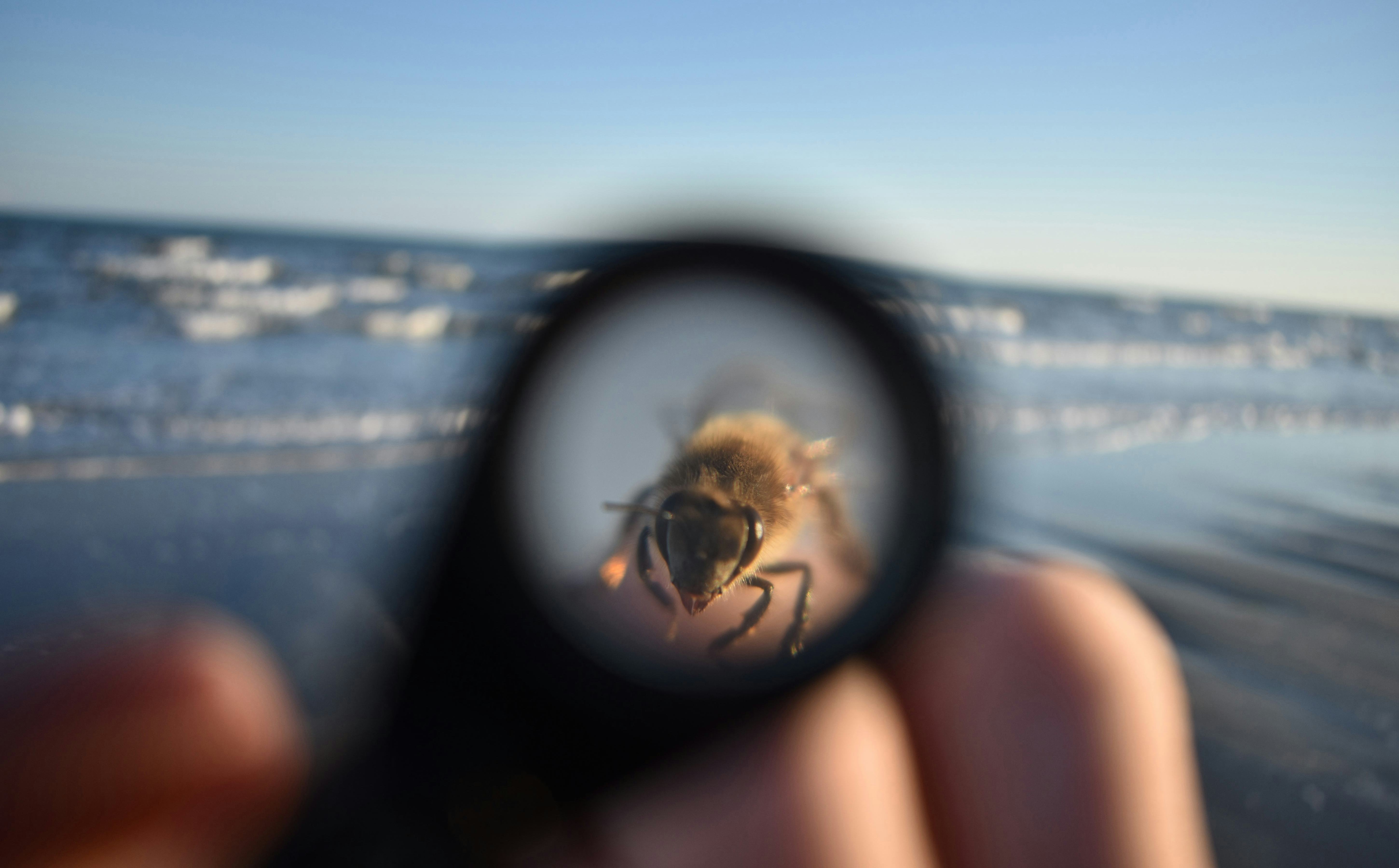 A honeybee that landed on a student's hand as seen through a handlens.